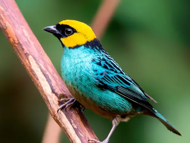Una tangara de cabeza amarilla y pecho turquesa posada en una rama.