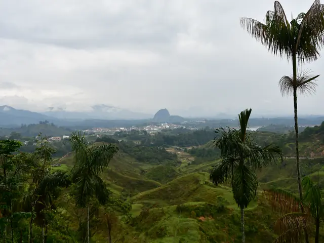 Un sendero con vista al valle entre bosque y helechos.