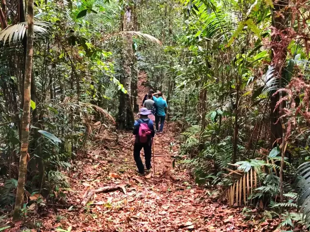 Dos caminantes en un sendero de bosque cubierto de hojas.
