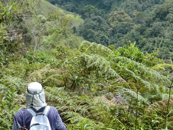 Una persona caminando por un sendero entre vegetación alta.