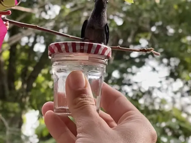 Una mano sostiene un frasco mientras un colibrí se acerca a beber.