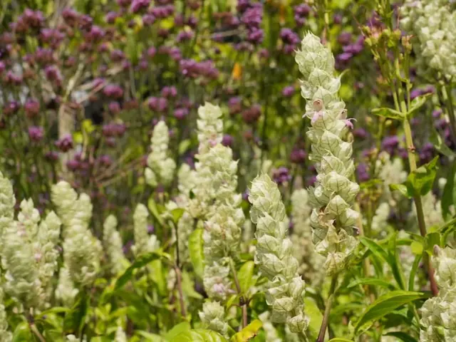 Flores silvestres y plantas del bosque de Guatapé.