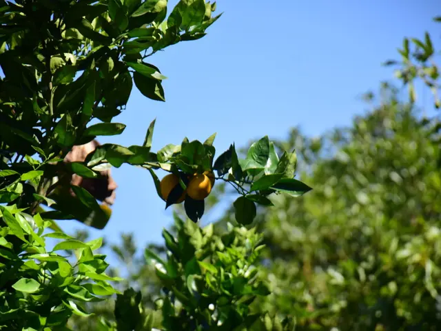 Aguacates madurando en el árbol, entre hojas verdes.