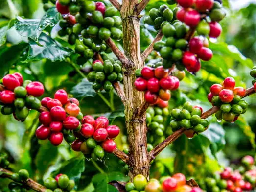 Granos de café rojos y verdes en la rama, en un cafetal de Guatapé.