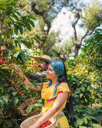 Dos personas recogiendo granos rojos de café en un cafetal de Guatapé.